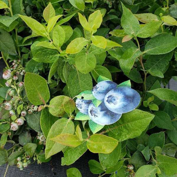 BLUEBERRY Climax - Advanced Nursery Growers
