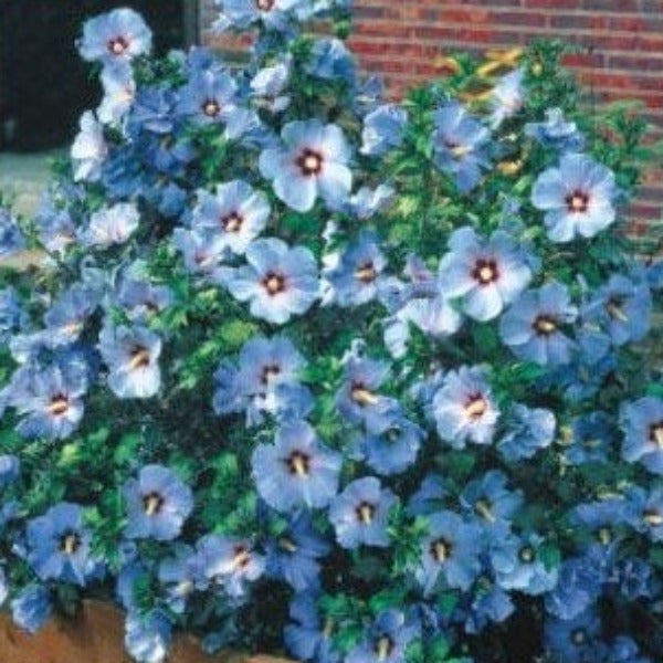 ALTHEA ROSE OF SHARON Bluebird - Advanced Nursery Growers