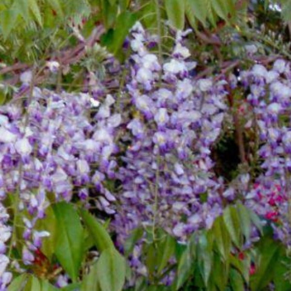 Blue Moon Wisteris - Advanced Nursery Growers