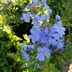 Imperial Blue Plumbago - Advanced Nursery Growers