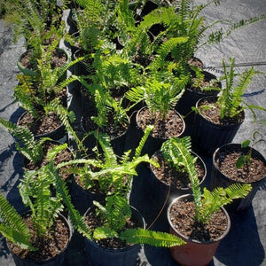 Fern-Boston Ferns - Advanced Nursery Growers