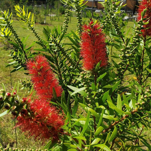 Dwarf Bottle Brush Red - Advanced Nursery Growers