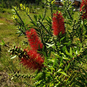 Bottle Brush Red - Advanced Nursery Growers