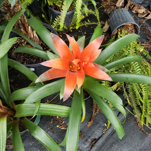 BROMELIAD Mixed colors - Advanced Nursery Growers