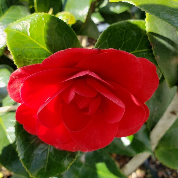 CAMELLIA Brooke - Advanced Nursery Growers