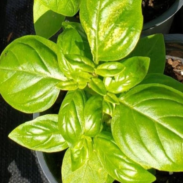  Sweet Genovese Basil culinary herb plant for sale at Advanced Nursery Growers in DeFuniak Springs, Florida