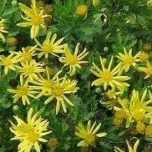 African Bush Daisy europs pectinatus - Advanced Nursery Growers