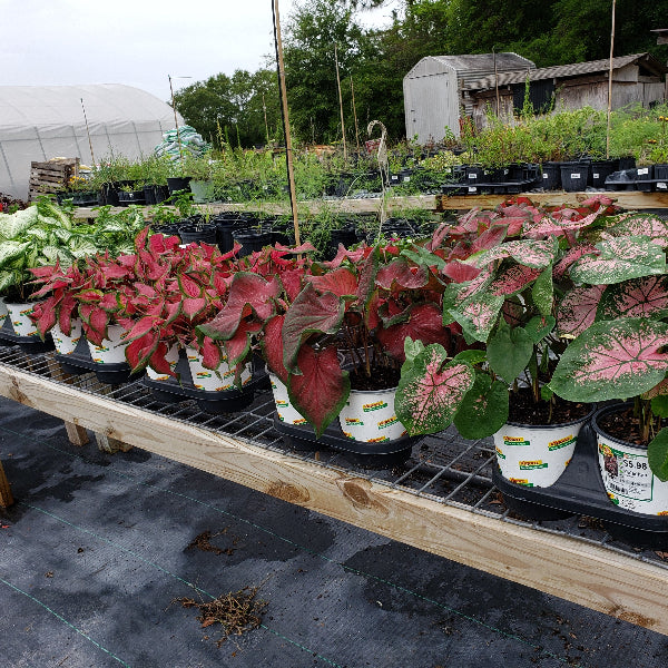 CALADIUMS - Advanced Nursery Growers