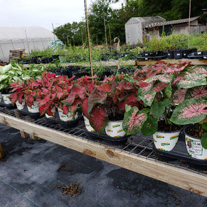 CALADIUMS - Advanced Nursery Growers