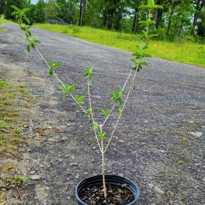 CHINESE Snowball Tree' - Advanced Nursery Growers