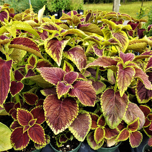 COLEUS - Advanced Nursery Growers