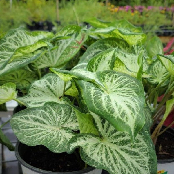 CALADIUMS - Advanced Nursery Growers
