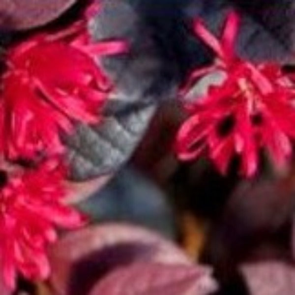 Red Chocolate Loropetalum