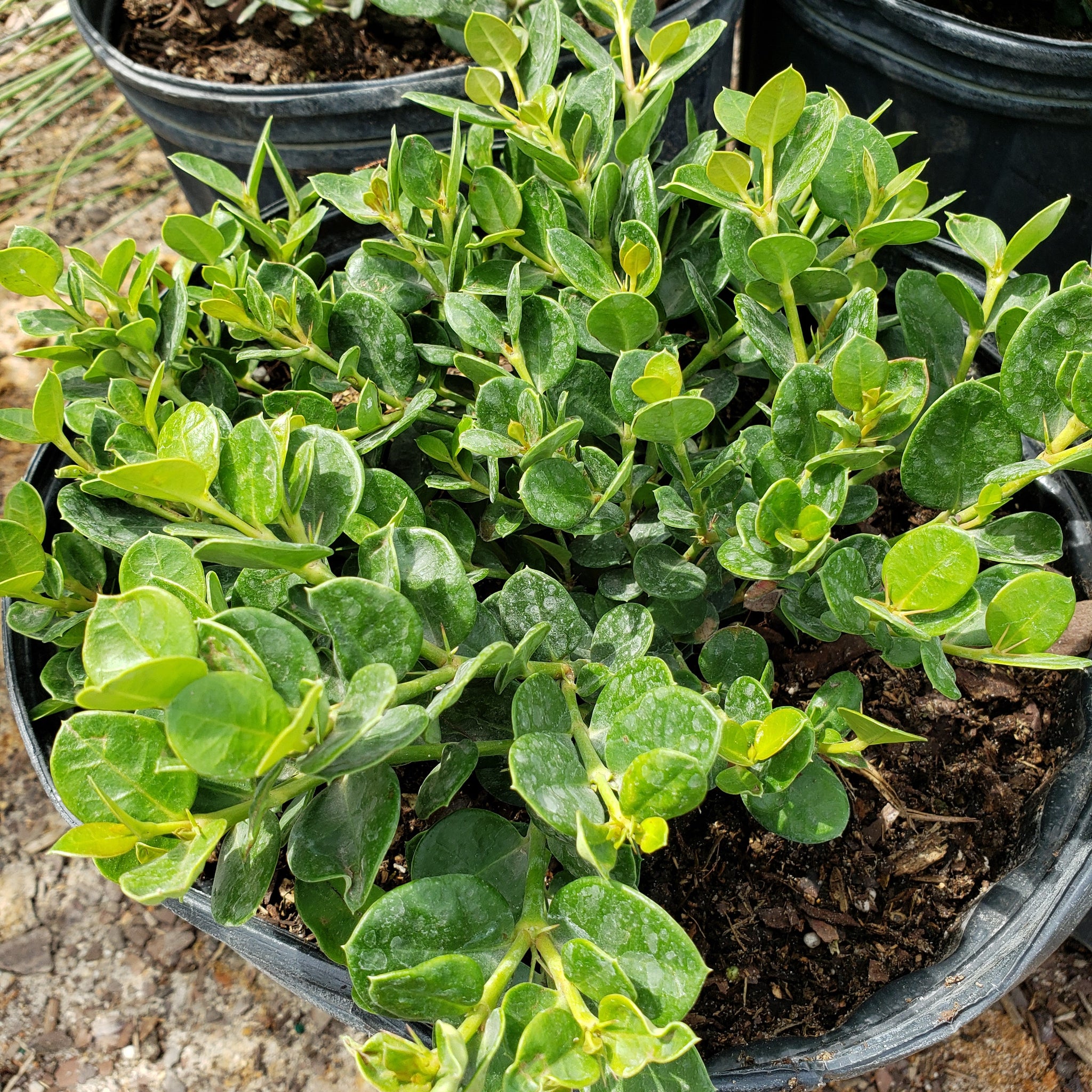 Carissa macrocarpa sales emerald blanket