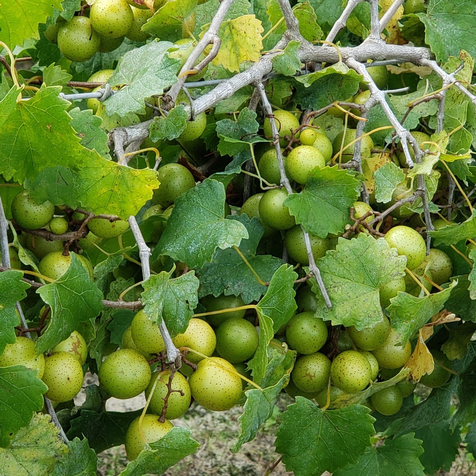 Carlos self-fertile muscadine vine producing ripe bronze fruit in North Florida