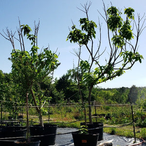 CATALPA TREE NATIVE - Advanced Nursery Growers