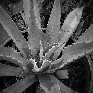 Large blue-green Agave Century Plant for sale at Advanced Nursery Growers in DeFuniak Springs, Florida