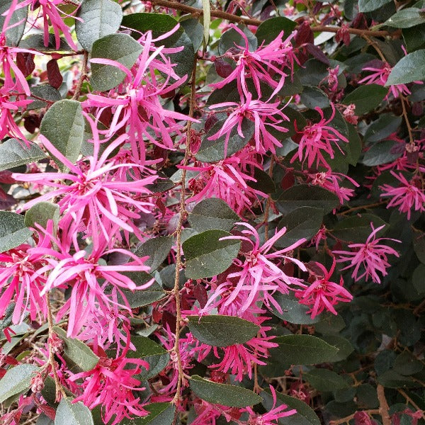 Loropetalum Chang Ruby - Advanced Nursery Growers