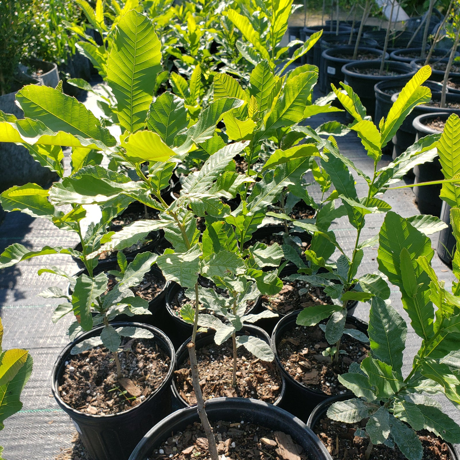 Chinese Chestnut tree with green leaves and edible chestnuts for sale at Advanced Nursery Growers in DeFuniak Springs, Florida