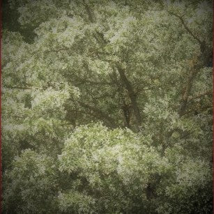 CHINESE FRINGE TREE - Advanced Nursery Growers