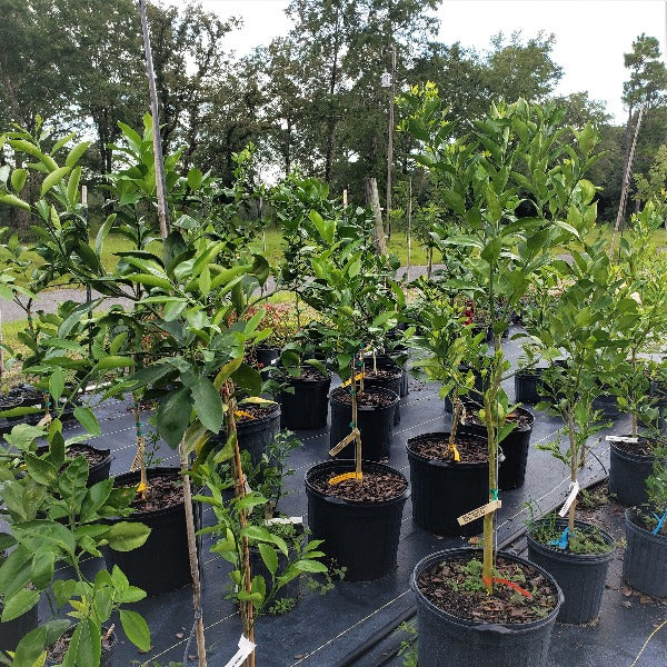 Citrus - Rangpur Lime Tree - Advanced Nursery Growers