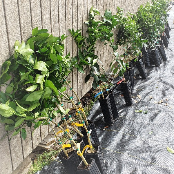 Meyer Lemon Tree Citrus meyeri for North Florida at Advanced Nursery Growers in DeFuniak Springs FL
