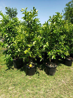 Harvey Lemon Tree – Citrus limon ‘Harvey’