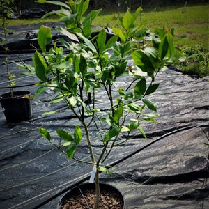 Harvey Lemon Tree – Citrus limon ‘Harvey’