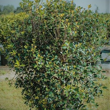 CLEYERA JAPONICA - Advanced Nursery Growers