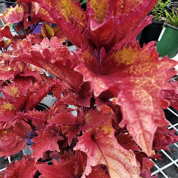 COLEUS - Advanced Nursery Growers