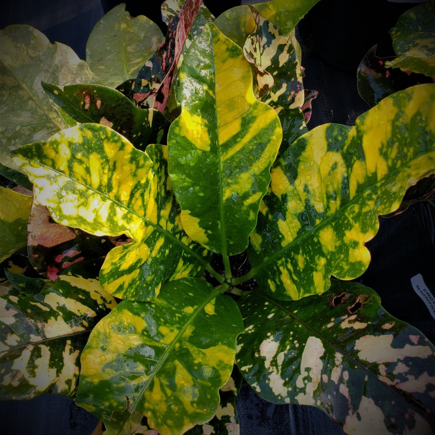 CROTON Magnificent - Advanced Nursery Growers
