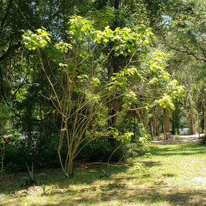 Conferderate Rose - Advanced Nursery Growers