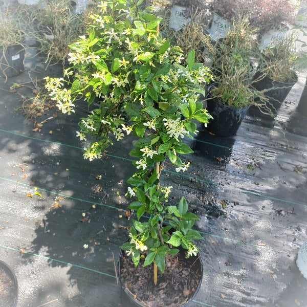 Confederate Jasmine - Advanced Nursery Growers