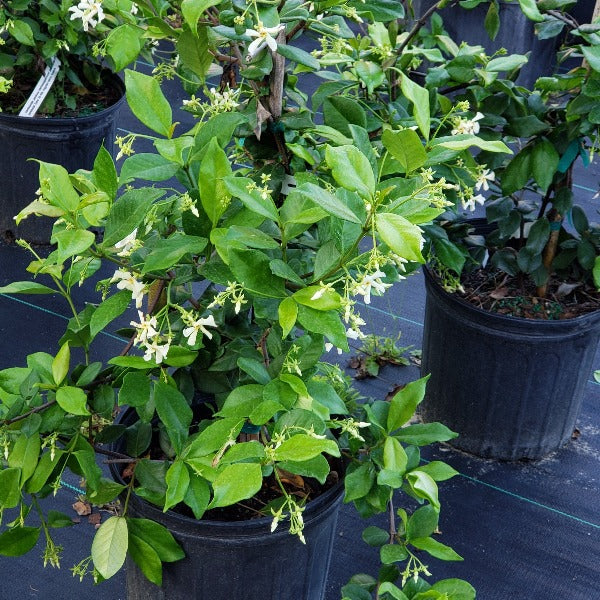 star jasmine plant in pot Advanced Nursery Growers: Elevating Expertise in the Horticultural Sector