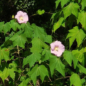 Confederate Rose Hibiscus mutabilis flowering shrub with large white and pink blooms changing color in the Southern landscape