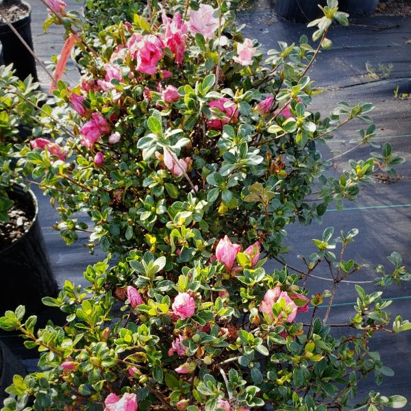 Azalea Dwarf Conversation Piece - Advanced Nursery Growers
