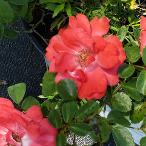 DRIFT ROSE several colors - Advanced Nursery Growers