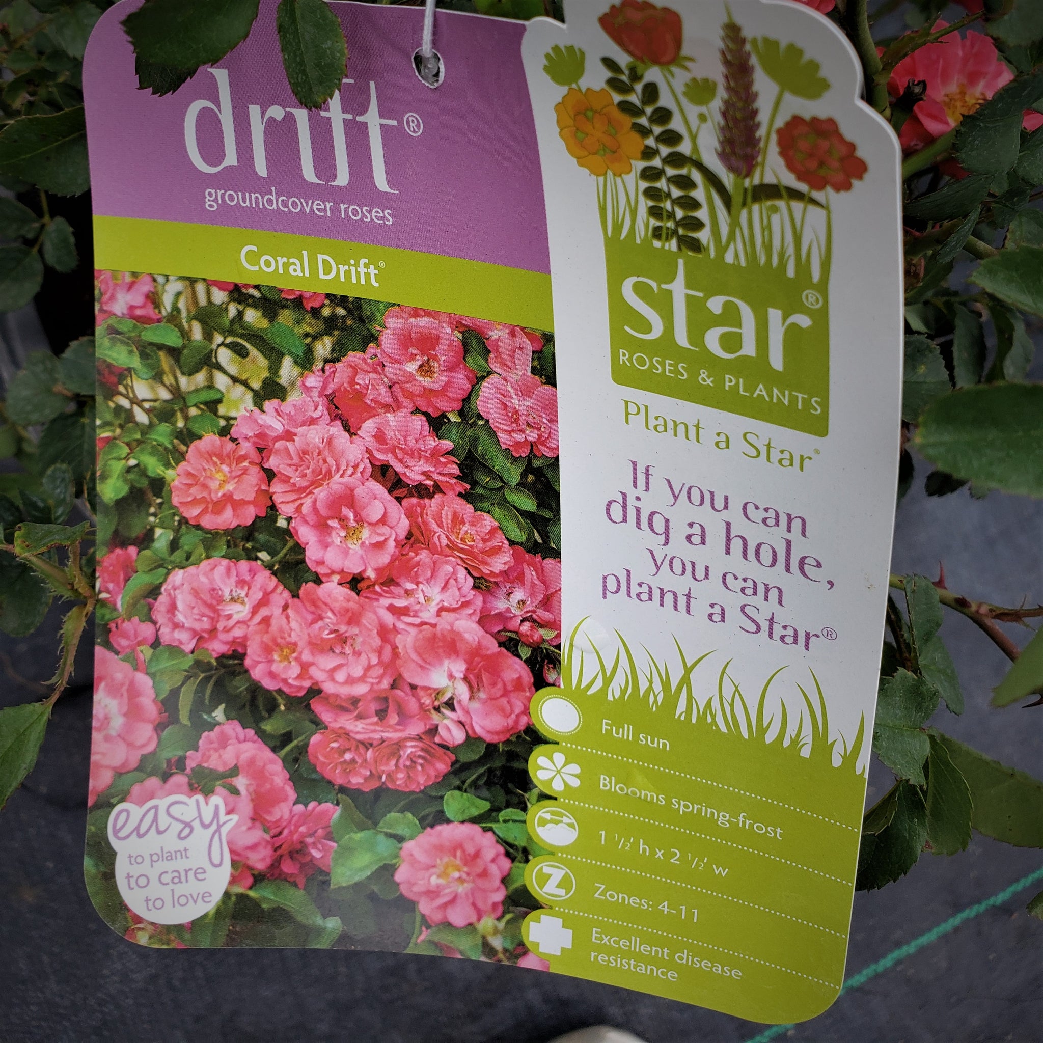 rose seed packets Advanced Nursery Growers: Elevating Expertise in the Horticultural Sector