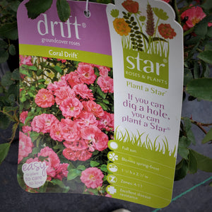 DRIFT ROSE several colors - Advanced Nursery Growers