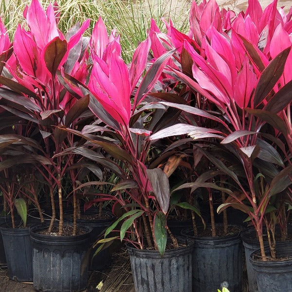 CORDYLINE TI - Advanced Nursery Growers