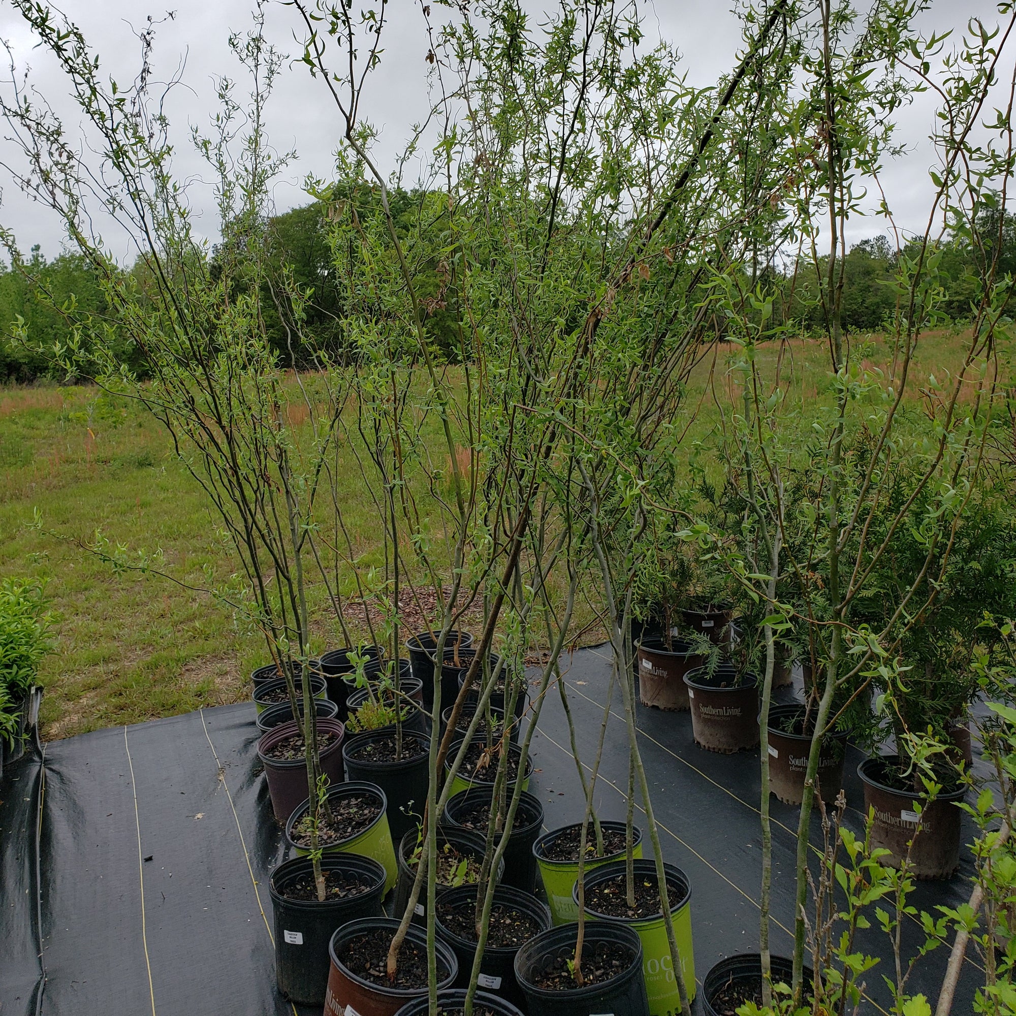 CORK SCREW WILLOW - Advanced Nursery Growers