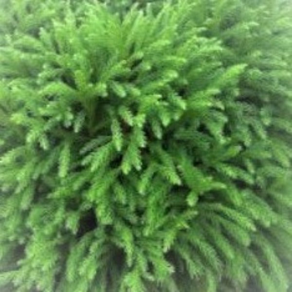 Cryptomeria Globosa Nana DWARF JAPANESE CEDAR - Advanced Nursery Growers