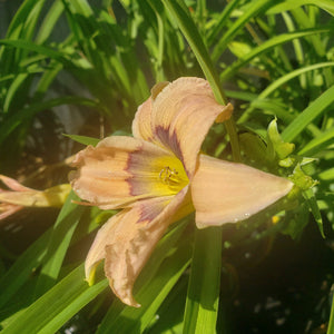 Lily DAY LILIES ASSORTED