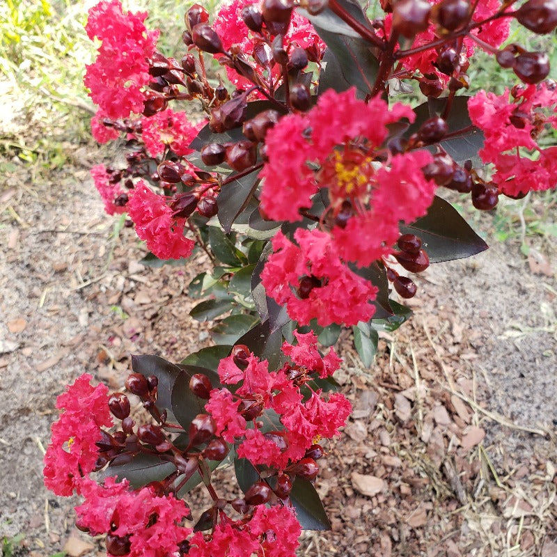 CM-Crape Myrtle Double Feature ( DF ) by Carl Whitcomb - Advanced Nursery Growers