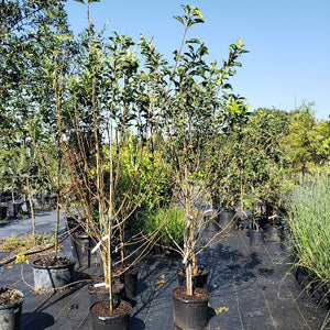 Dorsett Golden Apple tree for sale in DeFuniak Springs Florida at Advanced Nursery Growers