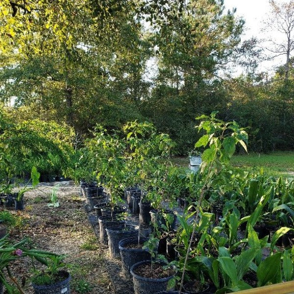 DOGWOOD CORNUS FLORIDA NATIVE - Advanced Nursery Growers