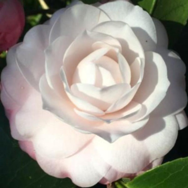 Camellia Doris Ellis - Advanced Nursery Growers