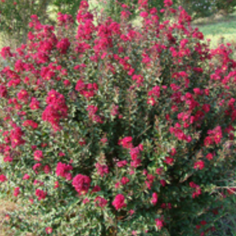 CM-Crape Myrtle Double Feature ( DF ) by Carl Whitcomb - Advanced Nursery Growers