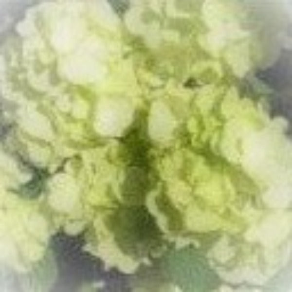 Lime Martini (TM) Doublefile Viburnum - Advanced Nursery Growers