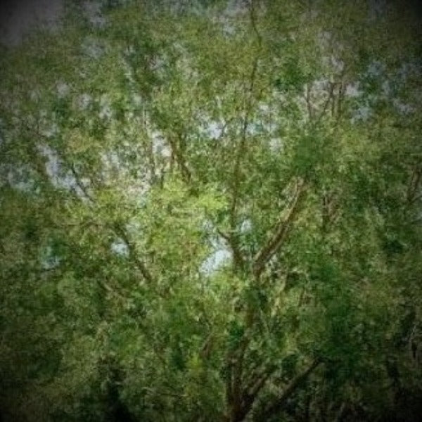 Drake elm - Advanced Nursery Growers